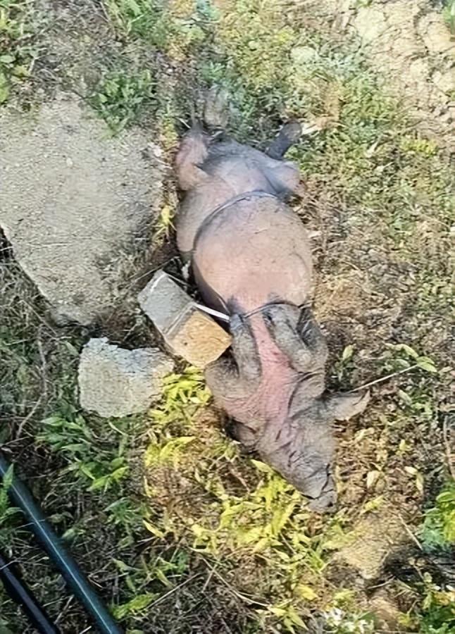 绑石头的死猪该井供给了一半村民的饮用水pg电子模拟器试玩广西村庄水井内发现被(图2)