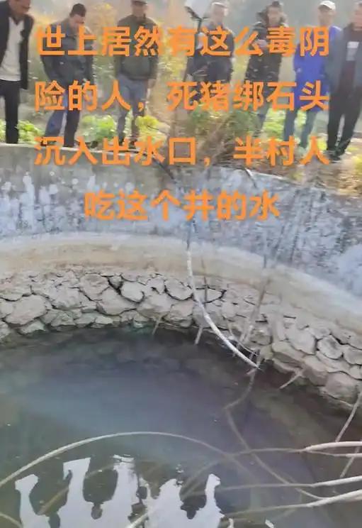绑石头的死猪该井供给了一半村民的饮用水pg电子模拟器试玩广西村庄水井内发现被